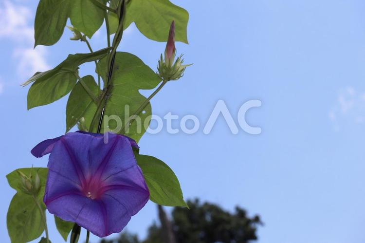 青空と青紫色の花びらの朝顔の花の咲く蔓 青空,青紫色,花びらの写真素材