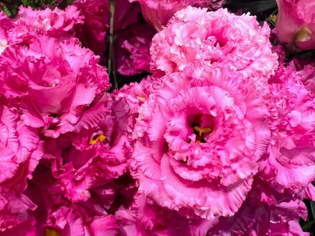 Photo, turkey powder, flower, pink, 