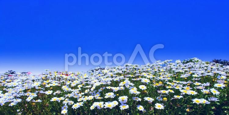 白いノースポールの花と澄んだ青空 花,キク科,白の写真素材
