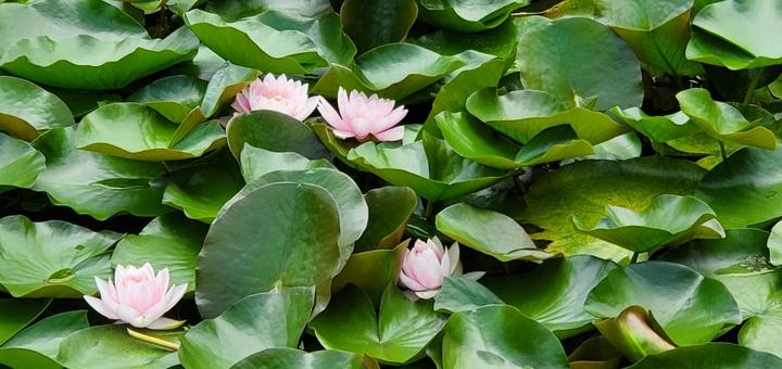 蓮の花 アップ 蓮の花 アップの写真