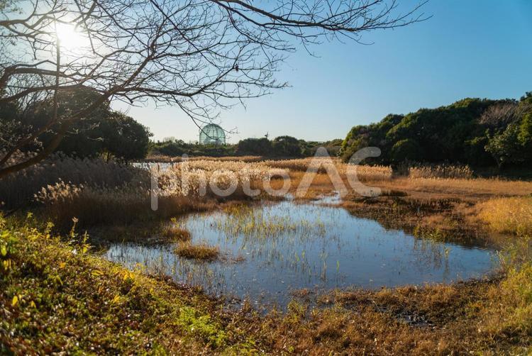 葛西臨海公園の夕方の風景 葛西臨海公園,野鳥公園,公園の写真素材