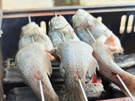 鮎の塩焼き 鮎の塩焼き 鮎の塩焼き,バーベキュー,川遊びの写真素材