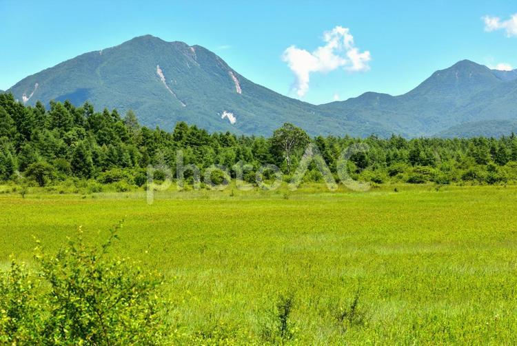 夏の戦場ヶ原（栃木日光） 草原,新緑,山の写真素材