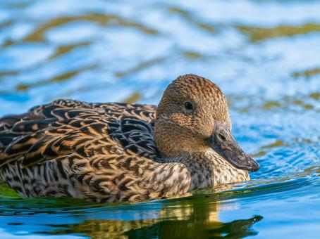 Close-up of a female pintail, JPG