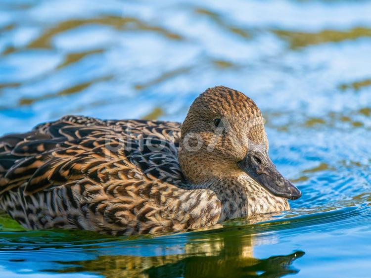 オナガガモのメスのアップ オナガガモ,カモ,鴨の写真素材