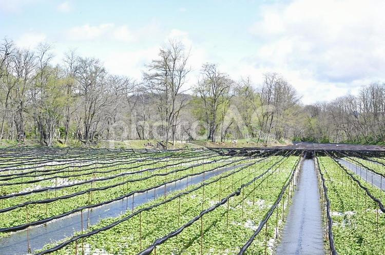 【長野】安曇野の風景 わさび畑,川,水の写真素材