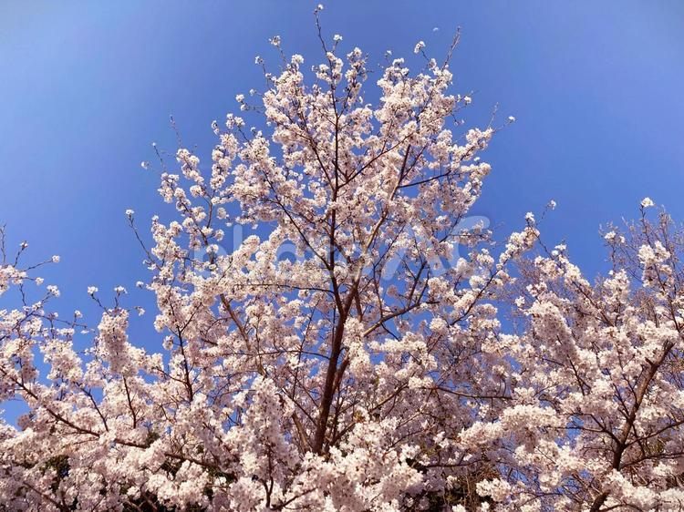 青空と満開の桜 桜,さくら,春の写真素材