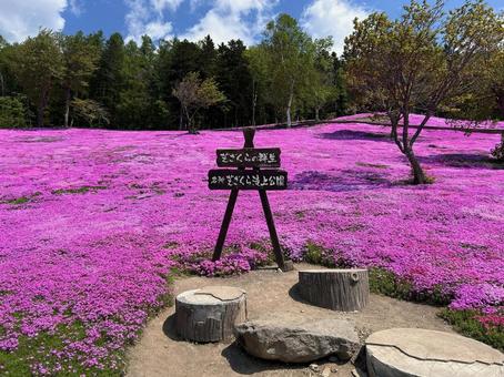 ピンクの芝桜 芝さくら滝上公園,滝上町,初夏の写真素材