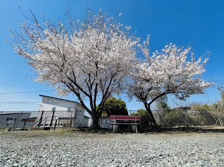 桜 桜の写真