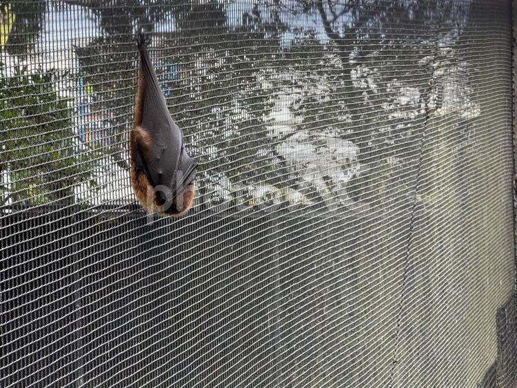 こうもり こうもり,沖縄,動物園の写真素材