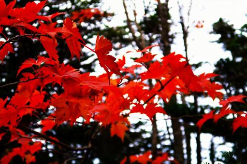 綺麗な紅葉の赤の写真