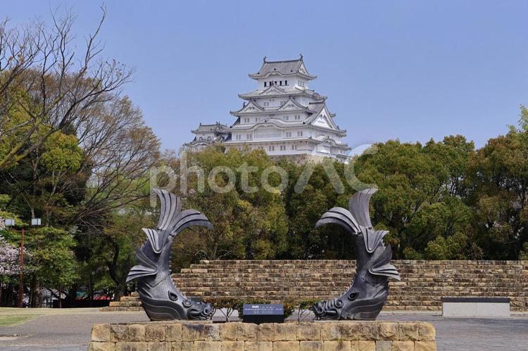 兵庫県姫路市の国宝姫路城と鯱 姫路城,鯱,城見台公園の写真素材