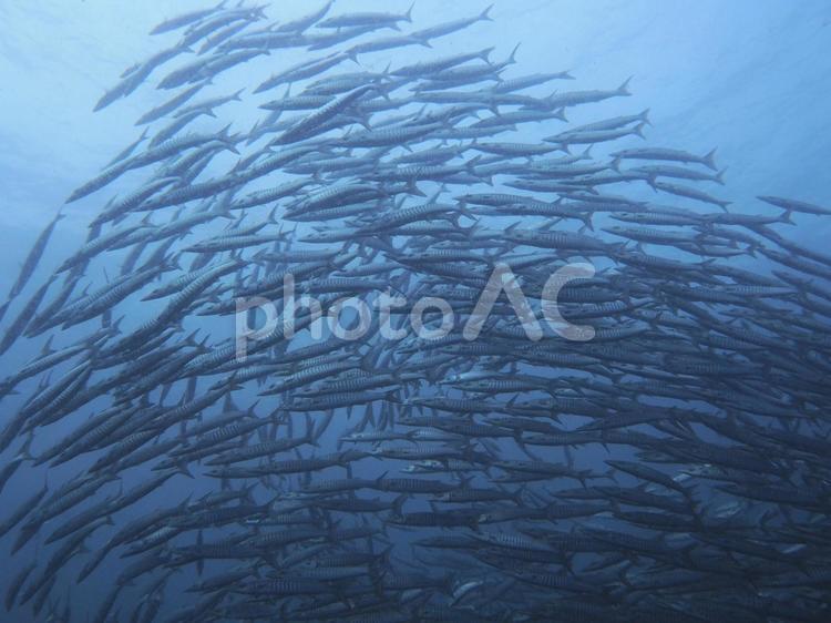 タイ　タオ島　ダイビング ダイビング,タオ島,タイの写真素材