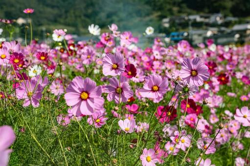 満開のコスモス コスモス,秋桜,コスモス園の写真素材