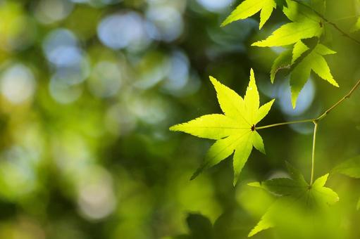 若いモミジの写真