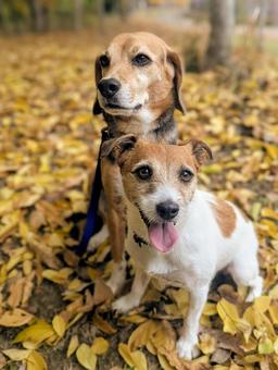 秋の絨毯⑩ 犬,ビーグル,スマイルの写真素材