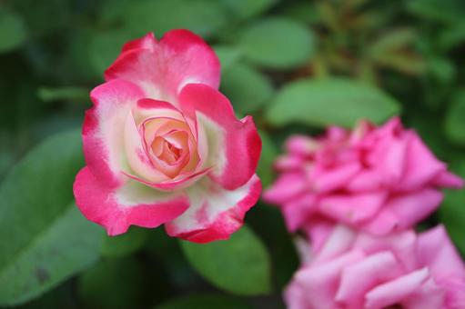 バラ園にてカラフルな薔薇を撮りました バラ園にてカラフルな薔薇を撮りましたの写真