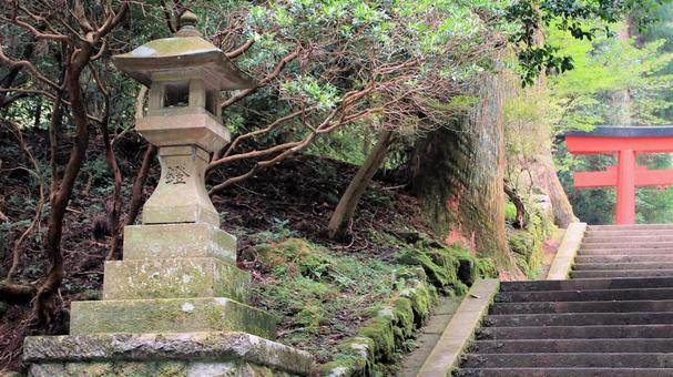 箱根神社参道脇の石灯篭 箱根神社,晩夏,鳥居の写真素材
