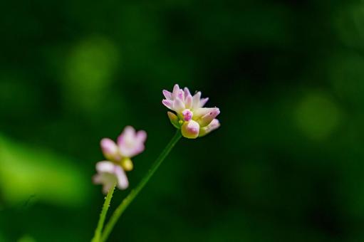 可憐な花を咲かせるウナギツカミ 可憐な花を咲かせるウナギツカミの写真