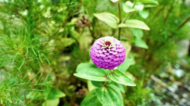 ピンク色のダリア ピンク色のダリア ダリア,テンジクボタン,ピンクの写真素材
