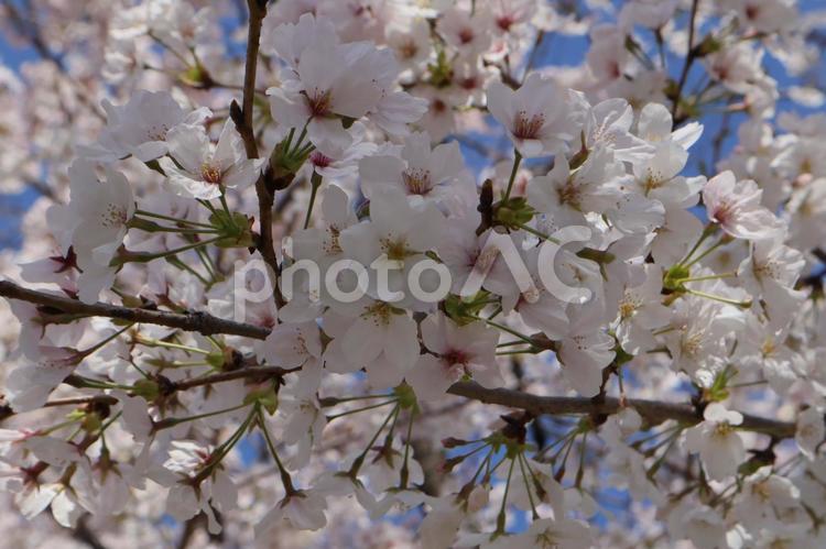 名古屋市鶴舞公園の桜 桜,さくら,サクラの写真素材