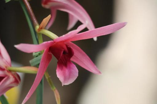 ピンクの花びらのトリッチェリアナムの花の写真
