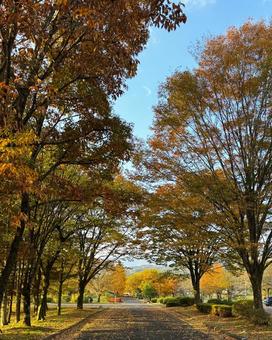 公園の紅葉 紅葉,公園,道路の写真素材