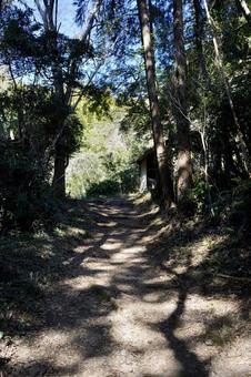 木漏れ日の遊歩道の写真