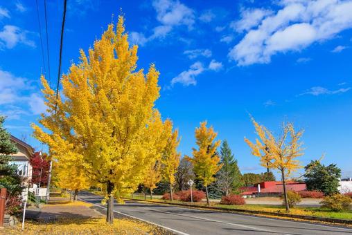 イチョウの並木道 イチョウの並木道,銀杏の並木道,秋の写真素材