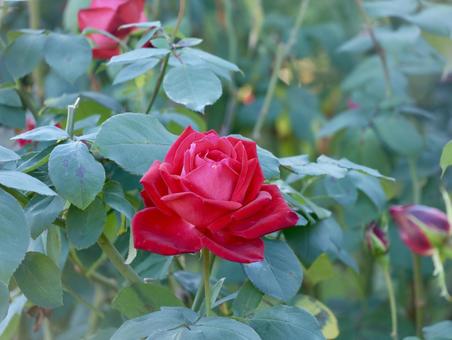 ローズ バラ,薔薇,赤の写真素材