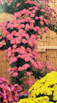 楽寿園の菊まつりにて 菊,秋,花の写真素材