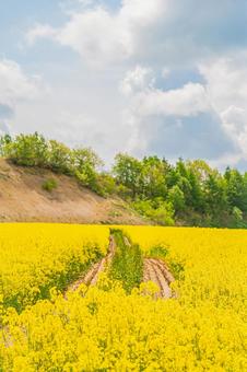 北海道 安平町の菜の花畑 北海道 安平町の菜の花畑の写真