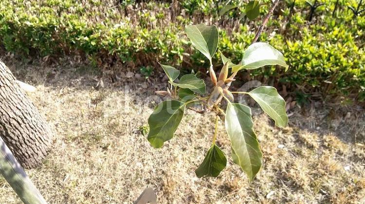 植物 植物,葉っぱ,枝の写真素材