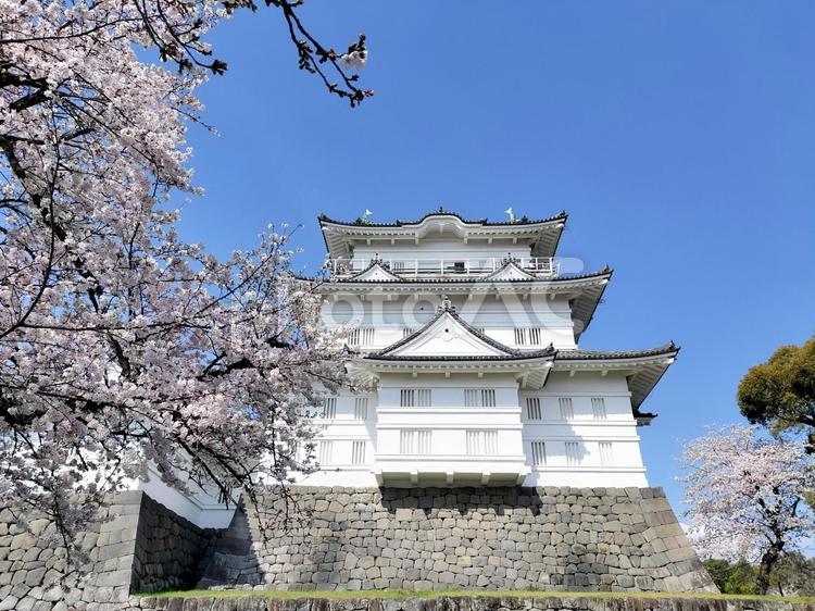 小田原城天守閣と桜 小田原城,天守閣,桜の写真素材