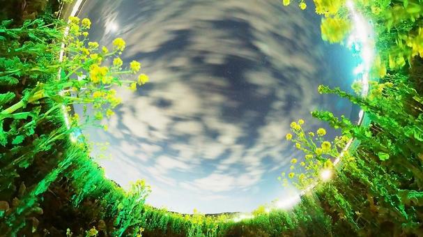 夜の菜の花と星空の写真