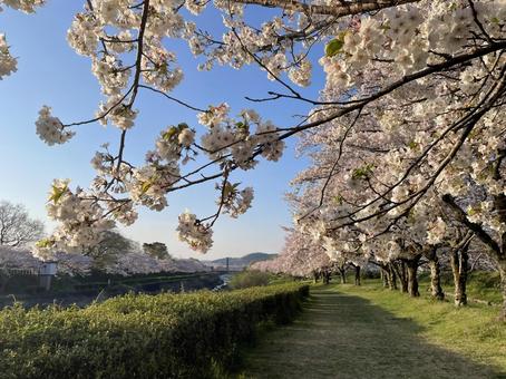 春、包まれて 桜の通り道 桜,サクラ,streetの写真素材