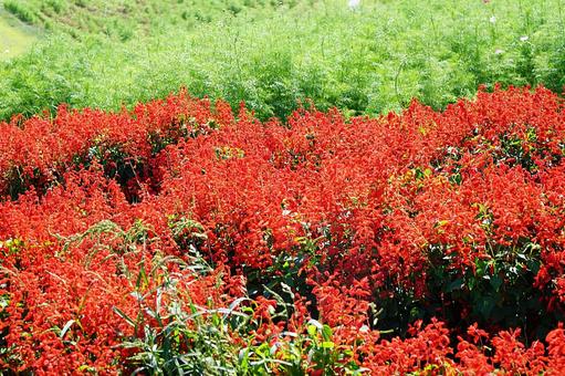 淡路島 あわじ花さじき㉑ サルビア 淡路島 あわじ花さじき㉑ サルビアの写真