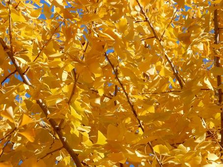 【紅葉写真】イチョウの黄葉 イチョウ,銀杏,黄葉の写真素材