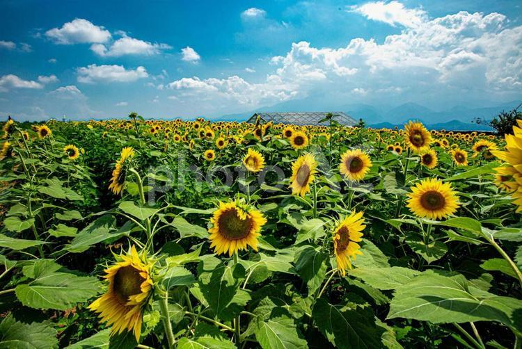 ひまわりの歌が 風景,自然,季節の写真素材