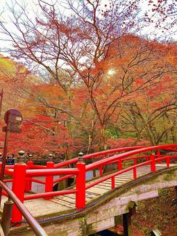 伊香保温泉の秋の紅葉の風景写真素材 紅葉,秋,橋の写真素材