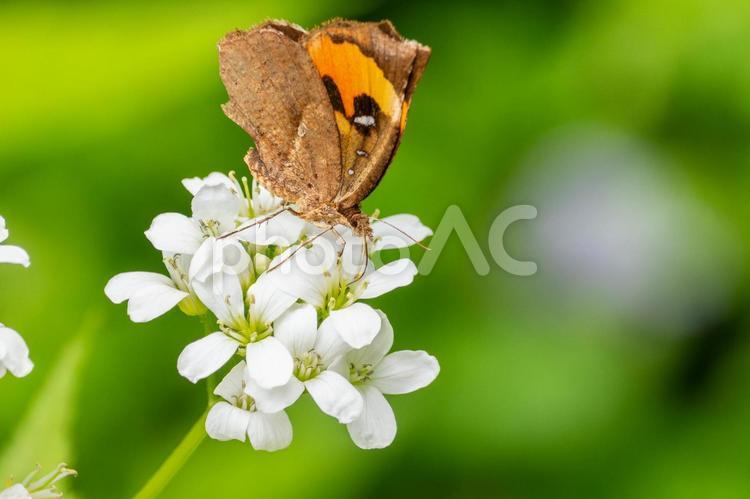 イカリモンガ⑸ 昆虫,蛾,イカリモンガの写真素材