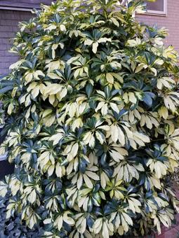 植物 植物 みどり,低木,何人もありませんの写真素材
