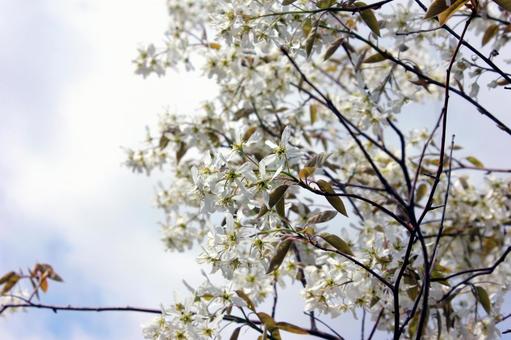 青空と白いジューンベリーの花 青空と白いジューンベリーの花の写真