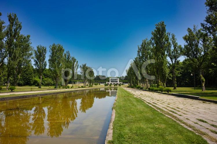 初夏の前田森林公園 初夏,前田森林公園,ポプラ並木の写真素材
