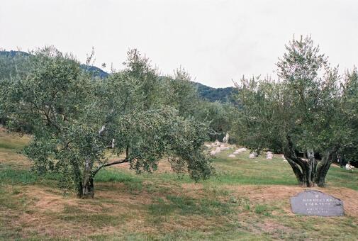 オリーブの木 香川,小豆島,自然の写真素材