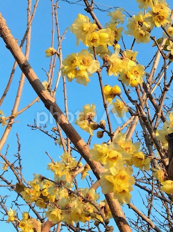 甘い香りが漂う黄色い蝋梅の花 蝋梅,梅,黄色い花の写真素材