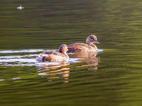 池を泳ぐカイツブリ カイツブリ,野鳥,鳥の写真素材