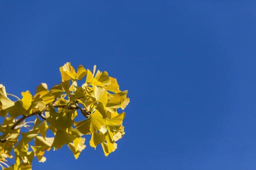 運動公園のイチョウ9（豊橋市） イチョウ,並木道,岩田運動公園の写真素材