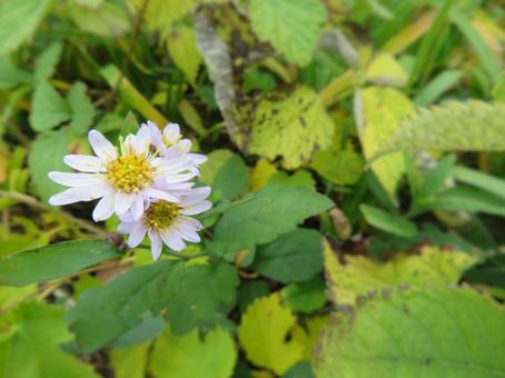 可愛的小丁香花, 花, 紫丁香, 小, JPG