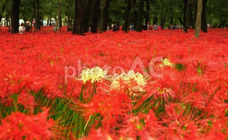 巾着田曼殊沙華まつり 巾着田,曼珠沙華,彼岸花の写真素材